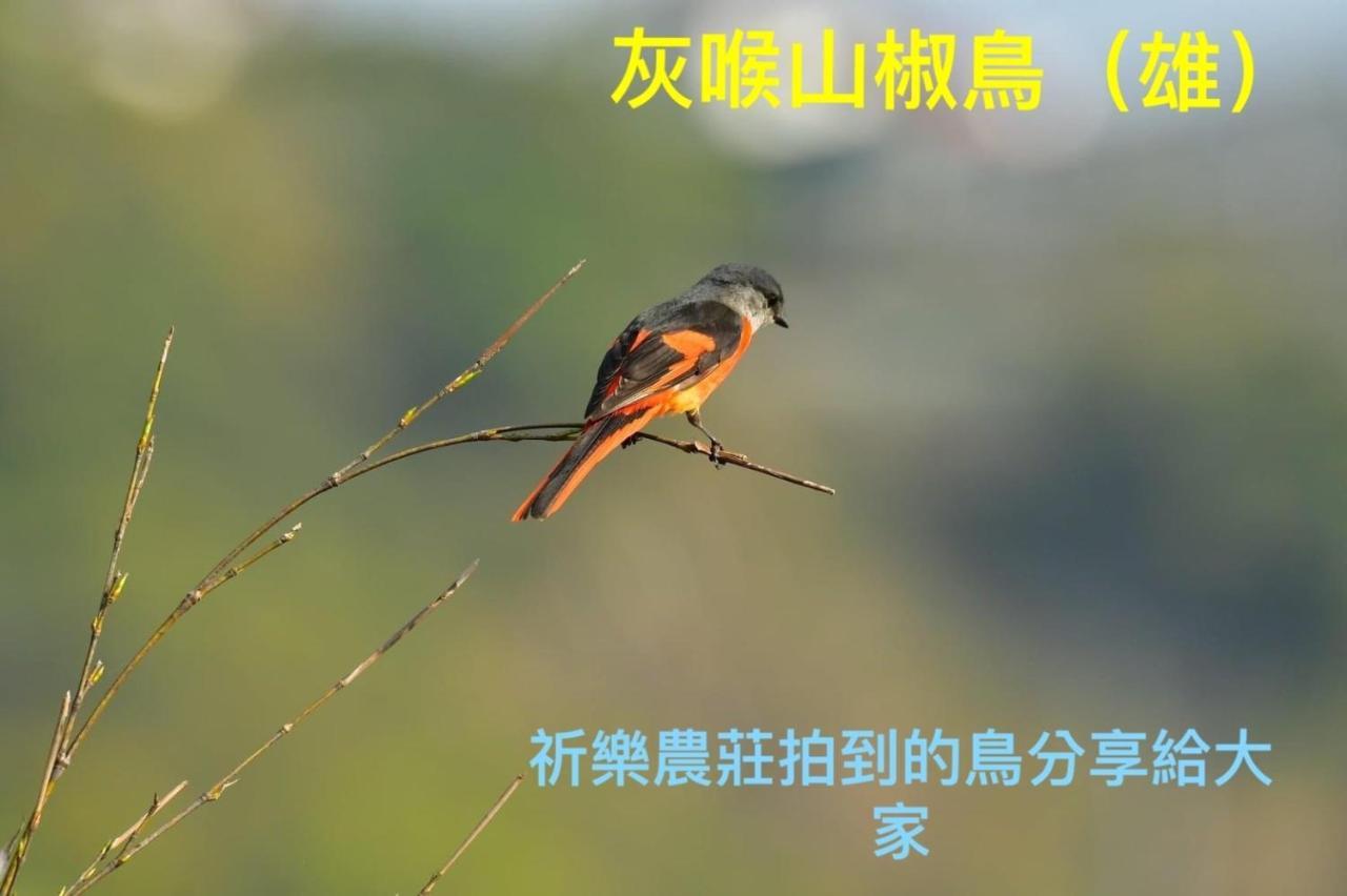 Lala Mountain Homestay‧Cile Farm Hualing Buitenkant foto