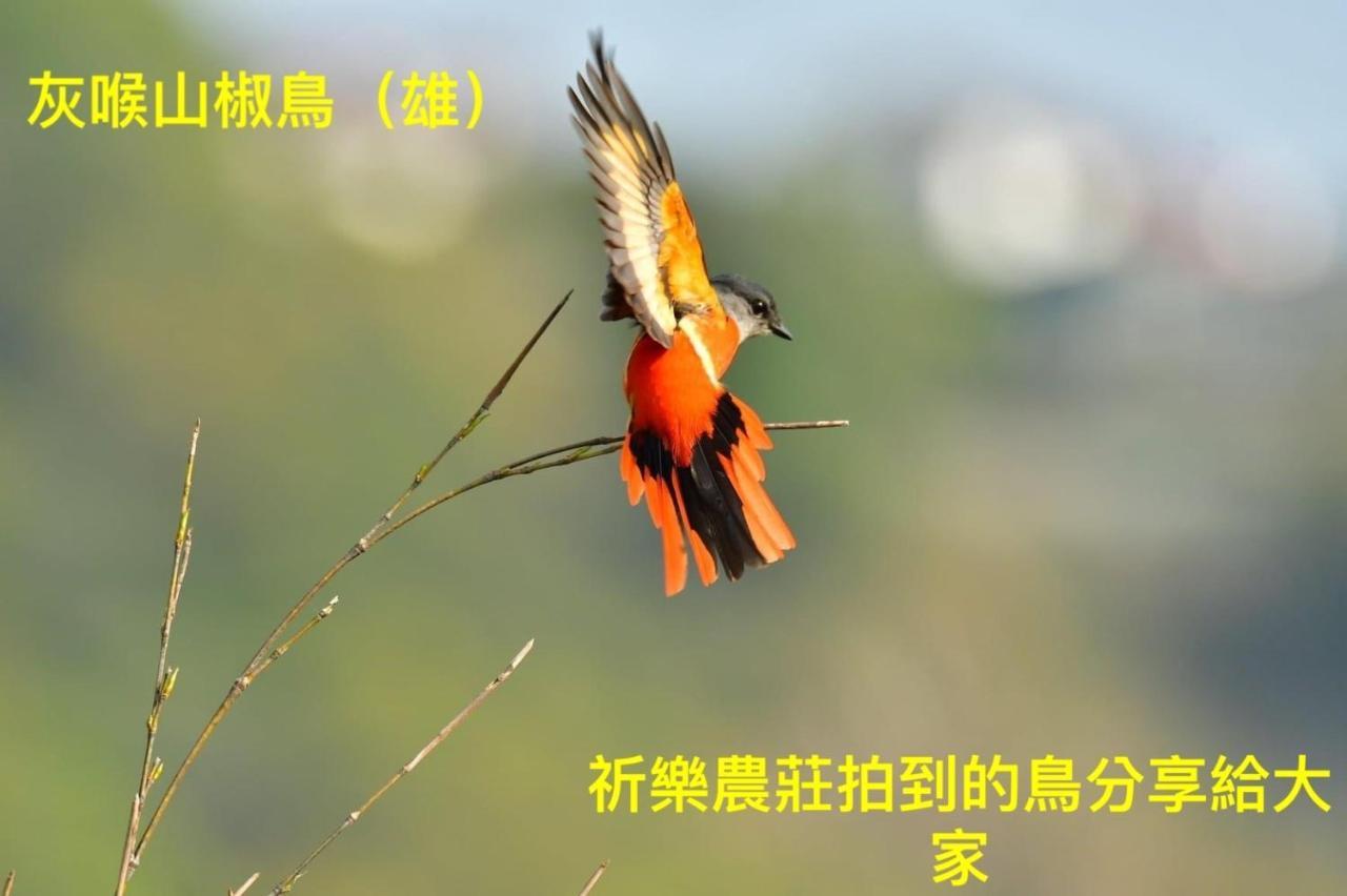 Lala Mountain Homestay‧Cile Farm Hualing Buitenkant foto